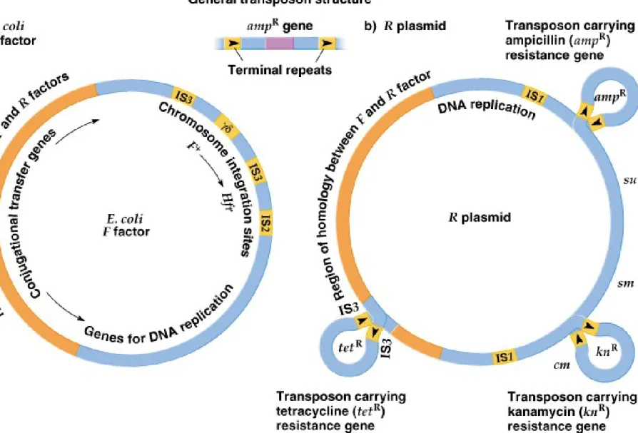 Fig. 20.7  Organizational maps of bacterial plasmids with transposable  elements