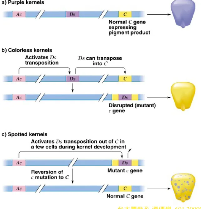 Fig. 20.11  Kernel color in corn and transposon effects