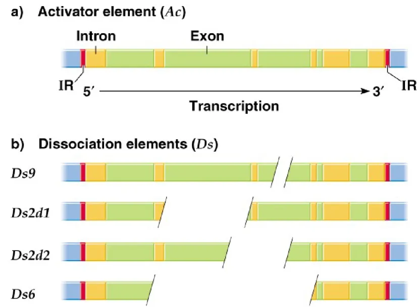 Fig. 20.12   The structure of the Ac autonomous transposable element of  corn and of 