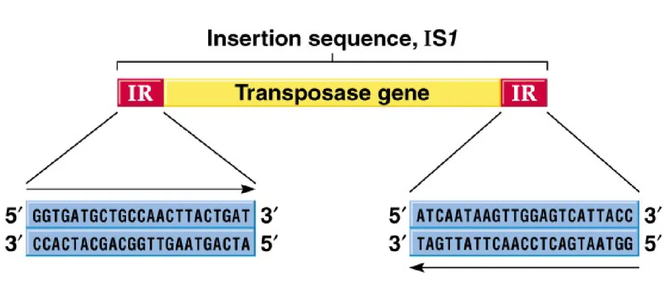 Fig. 20.1  The insertion sequence (IS) transposable element, IS1