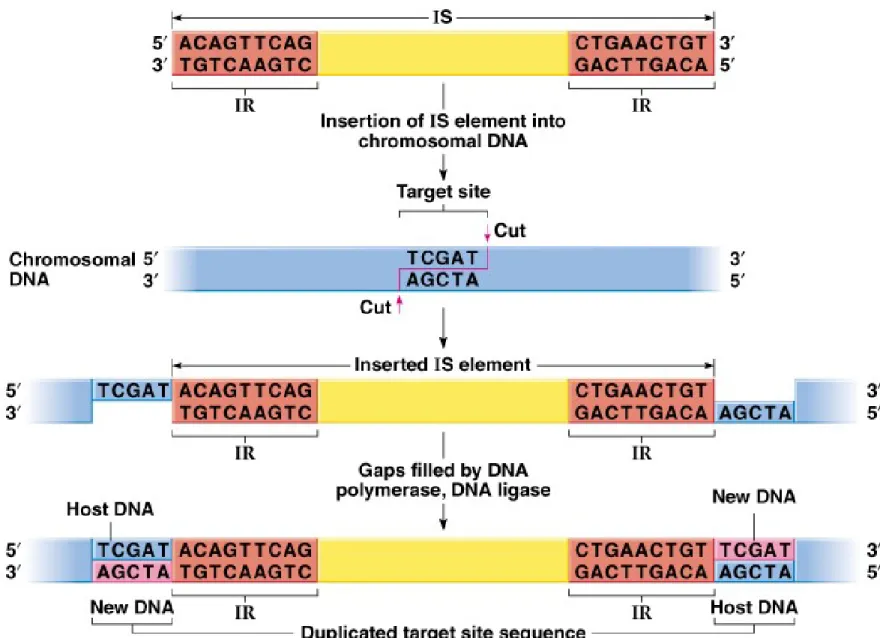 Fig. 20.2  Schematic of the integration of an IS element into chromosomal  DNA