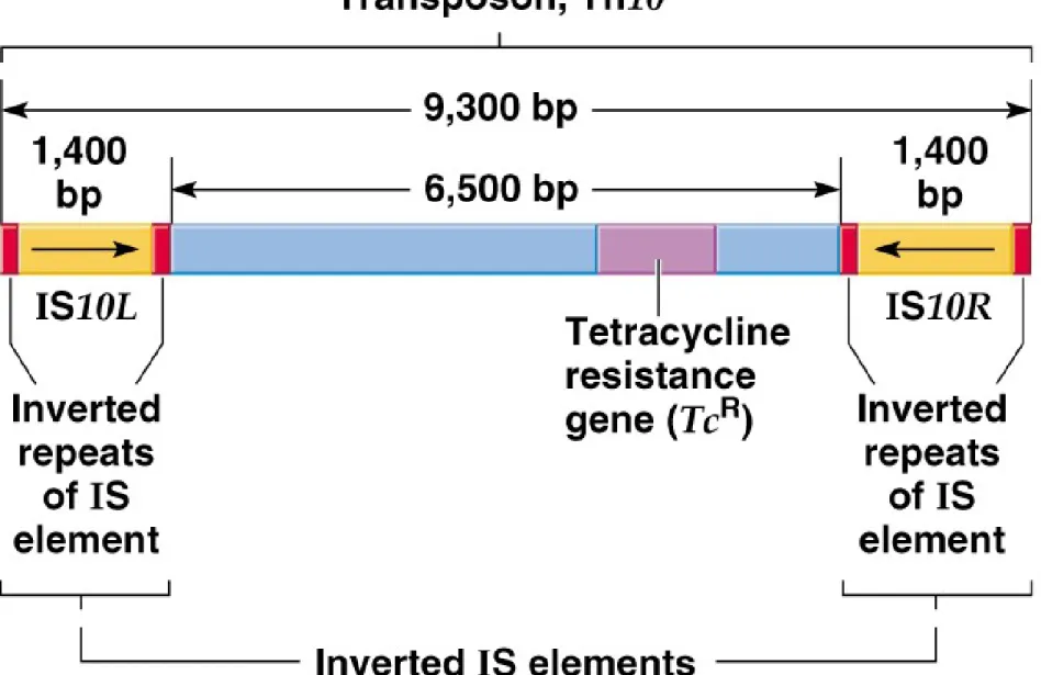 Fig. 20.3  Structure of the composite transposon Tn10