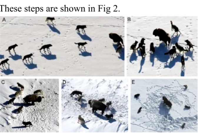 Fig 1:Hierarchy of grey wolf