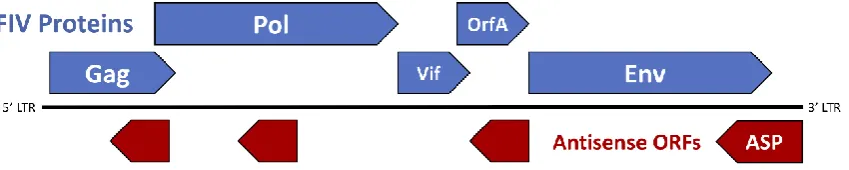 Figure 2. Genomic organization of FIV. The genomic structure of FIV consists of three primary open reading frames (ORFs), gag, pol, and env, which are flanked by two long-terminal repeats (LTR) and accompanied by numerous small ORFs containing regulatory a