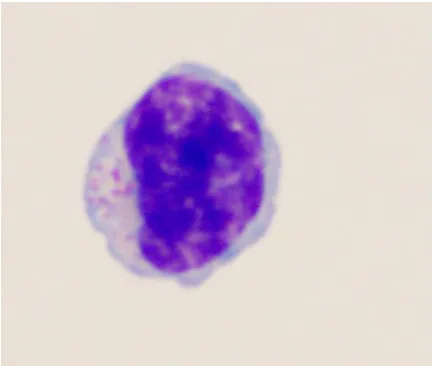 Figure 3. Cytological morphology of a large granular lymphocyte (LGL). Recent studies have determined that elevations in LGL phenotypes during both FIV and HIV infection may represent polyclonal T-cells with viral suppressive properties