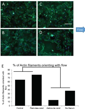 FIG. 4. Actin staining of HBMVECs under ﬂow and under different culture conditions. (a) Control culture with EBM-2media, showing actin polarization with 65% of the actin ﬁlaments oriented in the direction of ﬂow