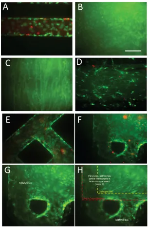 FIG. 2. Live/dead stain of cell culture within the NVU. (a) Human brain-derived microvascular endothelial cells in the per-fusion channel of the NVU