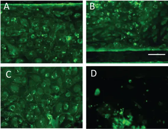 FIG. 3. ZO-1 staining of HBMVECs in microﬂuidic channels under ﬂow and under different culture conditions