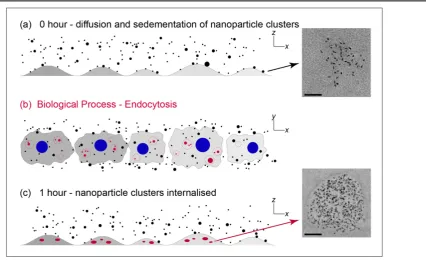 Figure 1. Schematic illustrating the processes of nanoparticle sedimentation and cellular uptake over a 1 h period