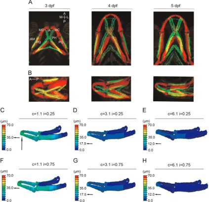 Fig. 1. FE-model simulating jaw displacement in a 5 day oldthe jaw; recorded using the colour key