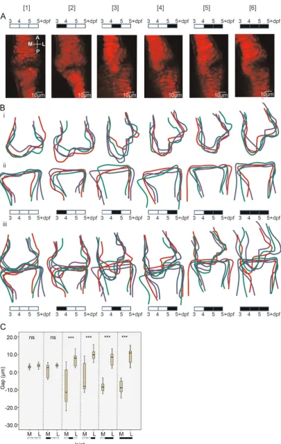 Fig. 3. Imaging and quanti16, 18, 16, 8, 8, 12, 14, 8, 8), nsanaesthetisation by MS222 and an empty box indicates no MS222 treatment