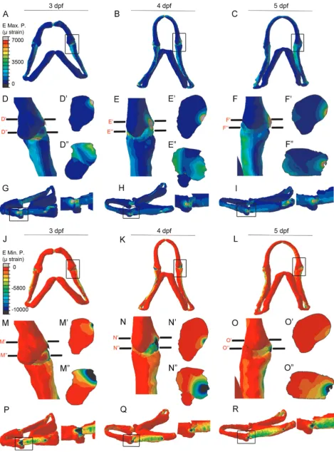 Fig. 4. Finite Element Analysis (FEA) showing location of strains at the wild type jaw joint