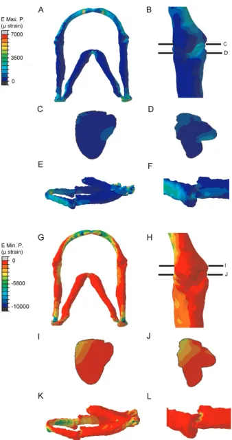 Fig. 5. FE-model simulation of maximum and minimum principal strains in the 5 dpf wild type zebraﬁsh jaw during jaw opening