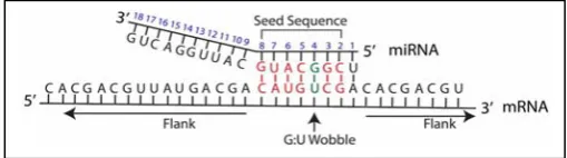 Fig. 6. miRNA and mRNA target interaction [6].  