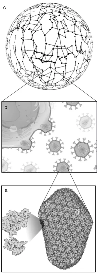 FIG. 1: The multiple levels of virus dynamics. Here only threekey examples are displayed, namely (a) molecular assembly(b) virus-cell infection, and (c) social network of individualhosts, represented as a graph with links indicating potentialtransmissions