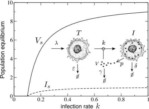 FIG. 4: Simple models and complex interactions.Second-order phase transition showing how the equilibrium values ofthe virus population (Vs, solid line) and infected cells (Is,dashed line) diminish at decreasing the infection rate k