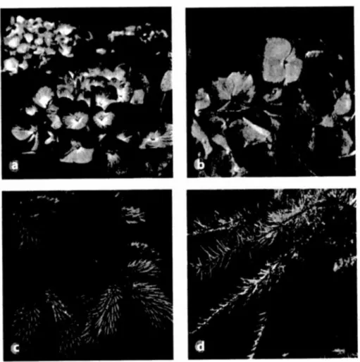 Figure 19.14 Altering soil pH can affect the development of plants. 0 In acidic soils,