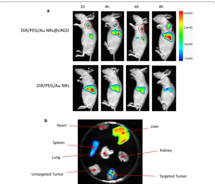 Fig. 7  Representative NIRF images in vivo. a NIRF images of A549 tumor-bearing mice injected with DiR/PEG/Au NRs or DiR/PEG/Au NRs@cRGD at 