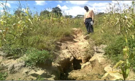 Figure 3. Gully erosion working in an unprotected field in a newly resettled A2 farm in Mutoko District
