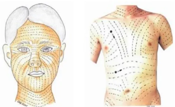 Figure 1 Langer lines on face and trunk. 