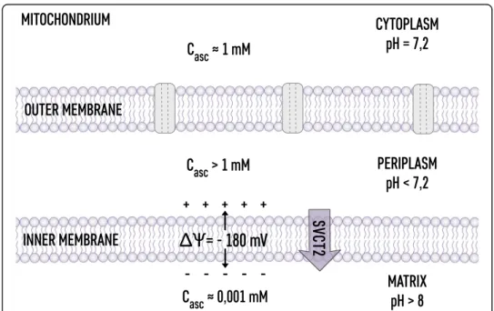 Fig. 2 Ascorbate distribution in mitochondria. In the cytoplasm where pH = 7.2 ascorbate concentration is maintained by SVCT transporters in the plasma membrane