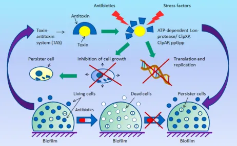 Fig. The role of toxin–antitoxin systems (TAS) in the formation of persister cells  (figure by the authors)