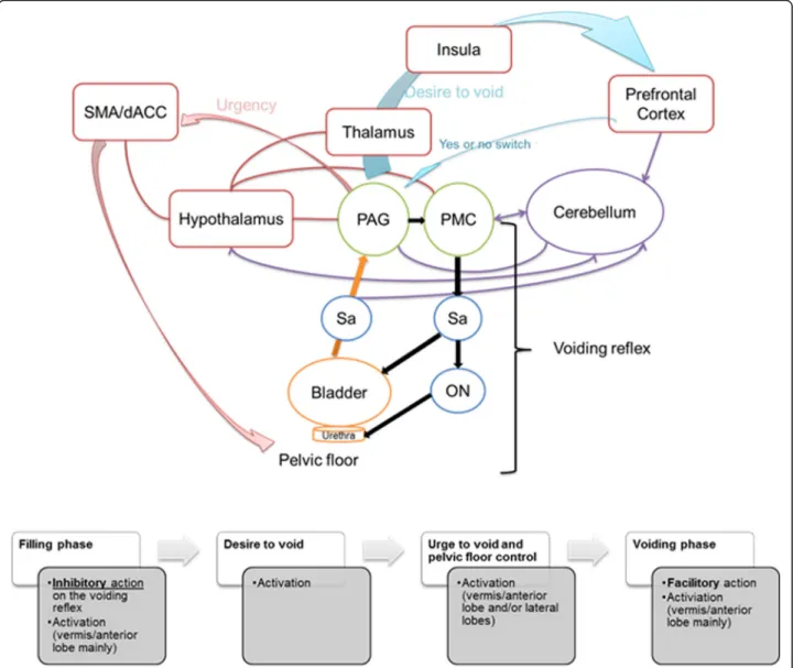 Fig. 2 The first part is a schematic representation of the lower urinary tract control showing the voiding reflex (black arrows; Sa: sacral parasympathetic; ON: Onulf nucleus) under brainstem structures in green (PAG: periaqueductal grey; PMC pontine mictu