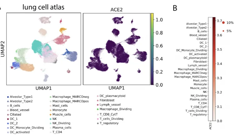 FiguresFigure 1: ACE2 expression in the lung at the single cell level. (A) 57020 cells werevisualized on UMAP plot
