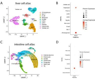 Figure 2:ACE2 expression in the liver and the intestine at the single cell level.(A) 9964 cells were visualized on UMAP plot.Annotated cell types includingCholangiocyte, NK+T, B cell, Monocyte, Kupffer cell, liver sinusoidal endothelialcell (LSEC), liver m