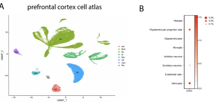 Figure 3: ACE2 expression in the prefrontal cortex at the single cell level. (A) 80660cells from prefrontal human cortex were visualized on UMAP plot