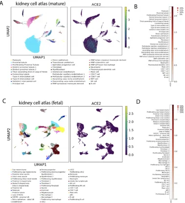 Figure 4: ACE2 expression in the kidney at the single cell level. (A) 40268 cells frommature human kidney were visualized on UMAP plot