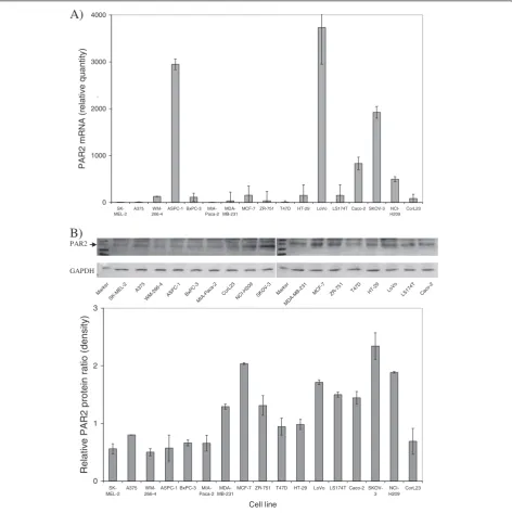 Fig. 2 Semi-quantitative analysis of PAR2 mRNA and protein in cell lines. a Total RNA was isolated from each cell lines (5 × 105 cells) and 100 ngused to determine the relative amount of PAR2 mRNA by real-time RT-PCR using β-actin mRNA as reference