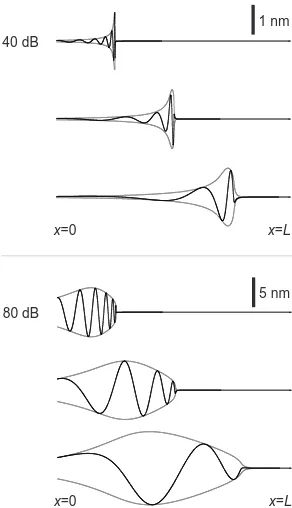FIG. 1: The active traveling wave on the BM for three diﬀer-ent frequencies (sponding characteristic places aref = 370 Hz, 1.3 kHz & 4.6 kHz) whose corre- xr/L = 0.25 (top), 0.5 (cen-ter) & 0.75 (bottom)