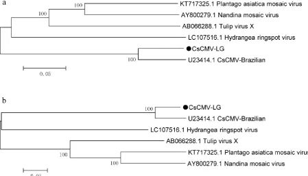 Fig. 2 Phylogenetic analysis of the CsCMVs and other potexviruses based on the complete genome nucleotide sequences