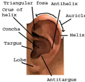 Fig 1: Face Biometric for Recognition 