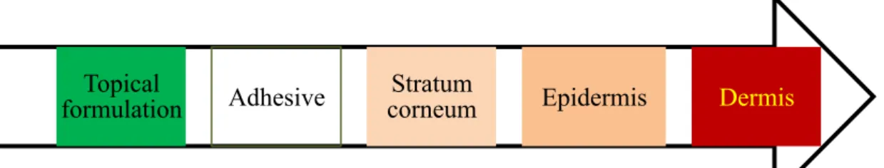 Figure 1 Path of drug penetration in topical dosage.  Table 1  Advantages of emulgels  [2] 