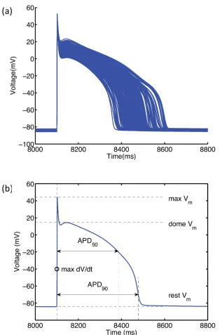 Fig 1. Outputs produced by the LR91 model. (a) Action potential biomarkers used as model outputs tocharacterise the model