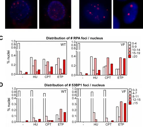 Figure S3 (Related to Figure 2). Specific doses of HU and CPT preferentially inducereplication stress instead of generation of DSBs