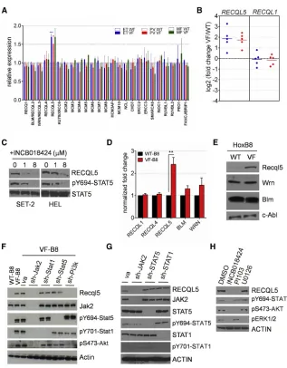 Figure 1. JAK2V617F Increases the Expres-