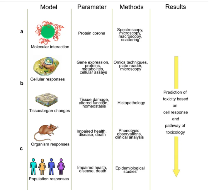 Fig. 1  Models, readout parameters and methods in systems toxicology. a Analytical techniques to characterize NP—macromolecule interactions  include spectroscopical techniques, such as UV–vis spectroscopy, photoluminescence, infrared absorption, Raman scat