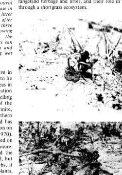 Fig. 1. Desert termites construct mud tubes and sheetings around their foods, including grasses (A) and plant litter (B)