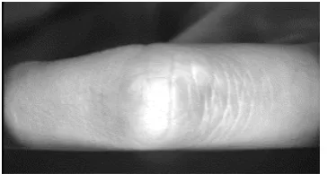 Figure 1. Sample finger knuckle print image.                                                 