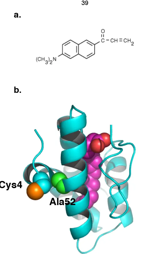 Figure 3-2. Acrylodan and its conjugation site on mLTP C52A.  a.  Structure of acrylodan;  b