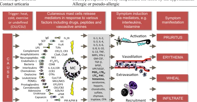 Figure 1 An overview of pathogenesis of urticaria [4,5].  Allergy  Organization  (EAACI/  GA(2)  LEN/  EDF/ WAO) guidelines classify chronic urticaria 