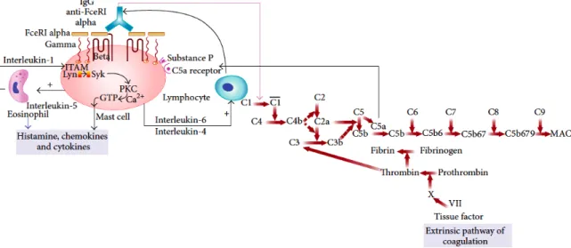 Figure 2 Pathogenesis of chronic urticaria: molecular intercommunication between autoimmune, complement, and  coagulation cascade
