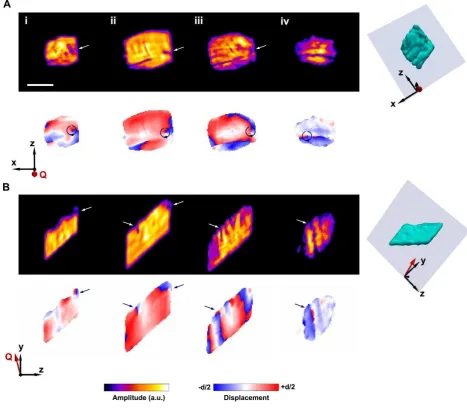 Figure 2 | Slices showing the electron density and projected displacement during growth and dissolution
