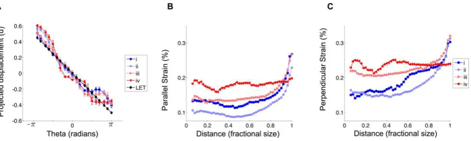 Figure 3 | Displacement and strain magnitude line plots. a, Recovered projected displacement measured at development stages (i�iv) as a function of theta for the dark blue circles with arrows from Fig
