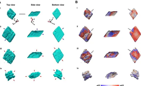 Figure 1 | Growth and dissolution of calcite observed by BCDI. a�h, Iso-surface rendering of the electron density (reconstructed amplitude) (a�d) and projected displacement (phase) (e�h) from initially deposited calcite crystal (a,e, stage i), after second