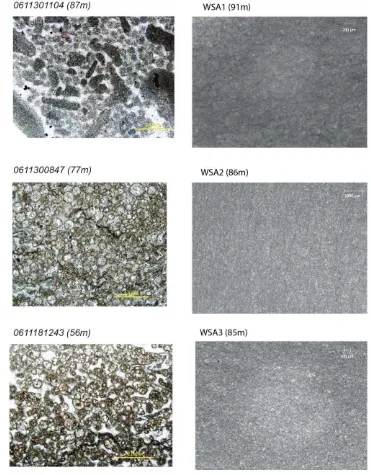 Fig S1: Examples of thin section images for the Wadi Bih section, WSA transect. WSA samples demonstrate homogeneous micritic texture of samples used for 11B analysis