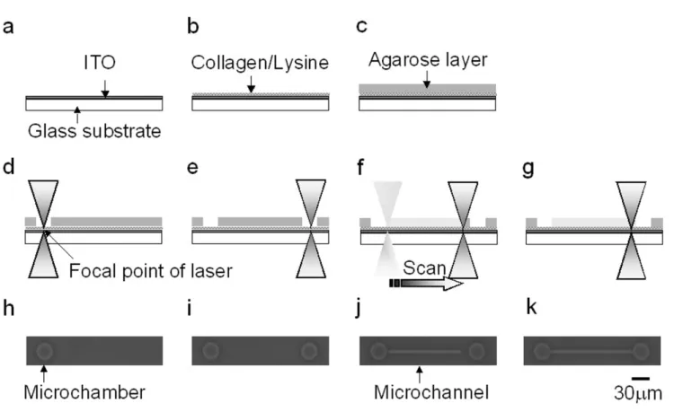 Figure 3 shows the schematic drawing of hippocampal cell cultivation in AMCA chip. Prior to cultivation  micro-channels were connected only to one side of two adjacent microchambers
